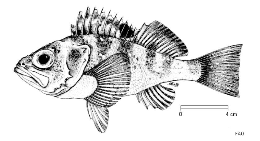 Helicolenus